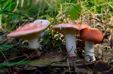 Genç russula sonbahar ormanında yetişiyor.