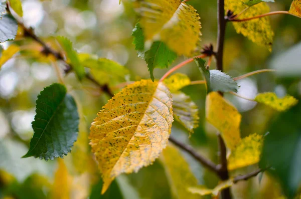 Желтые Листья Деревьях Осеннем Парке Абстракция Красочных Осенних Листьев — стоковое фото