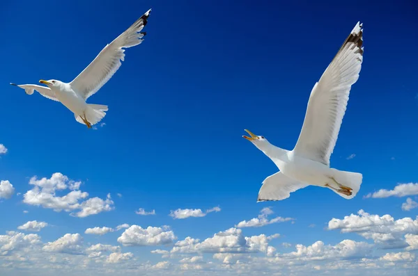 Weiße Möwen Fliegen Frei Den Blauen Himmel — Stockfoto