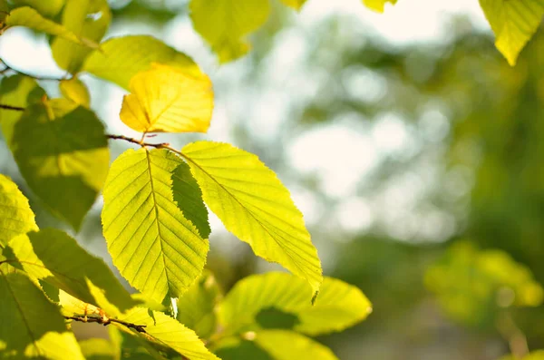 Gul Löv Träd Höstparken Abstraktion Färgglada Höstlöv — Stockfoto