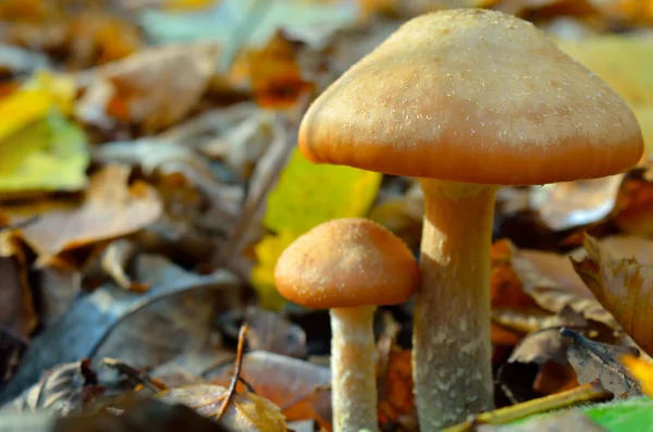 Wild Forest Mushrooms Grow Autumn Forest — Stock Photo, Image
