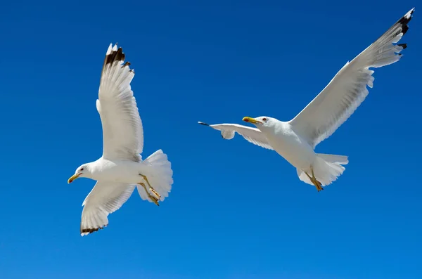 Weiße Möwen Fliegen Frei Den Blauen Himmel — Stockfoto