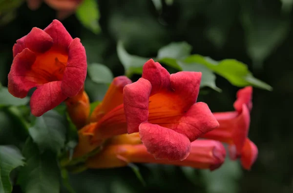 Flores Grandes Rojas Crecen Entre Hojas Verdes — Foto de Stock