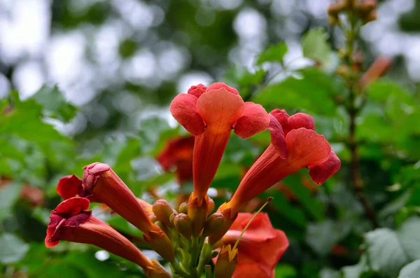 Flores Grandes Rojas Crecen Entre Hojas Verdes — Foto de Stock