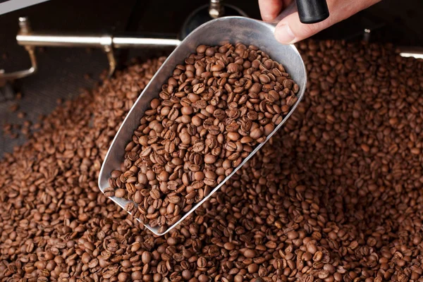 Кофейные зерна в ложке — стоковое фото