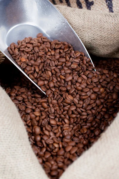 Semințe de cafea proaspete — Fotografie, imagine de stoc