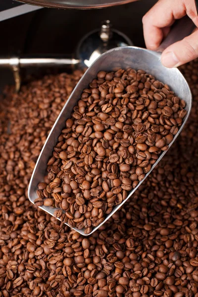 Fresh Roasted Coffee Beans — Stock Photo, Image