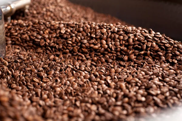 Семена кофе — стоковое фото