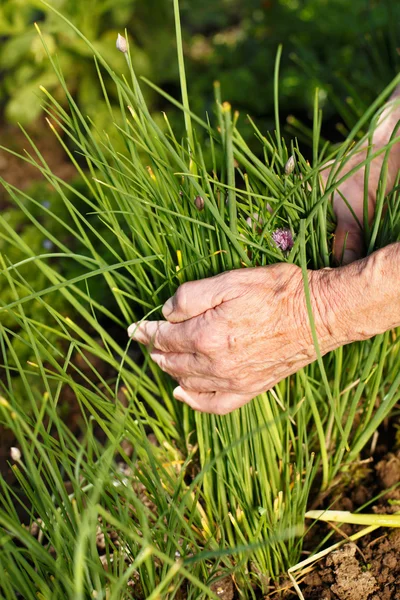 Harvesting fresh chives — Stock Photo, Image