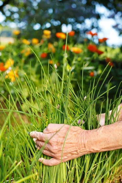 Picking grass — Stock Photo, Image