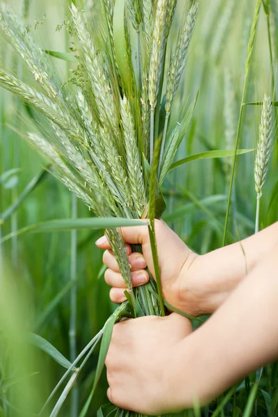 Rice crop Royalty Free Stock Images