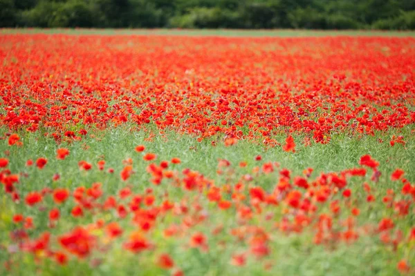 Bloemenveld — Stockfoto