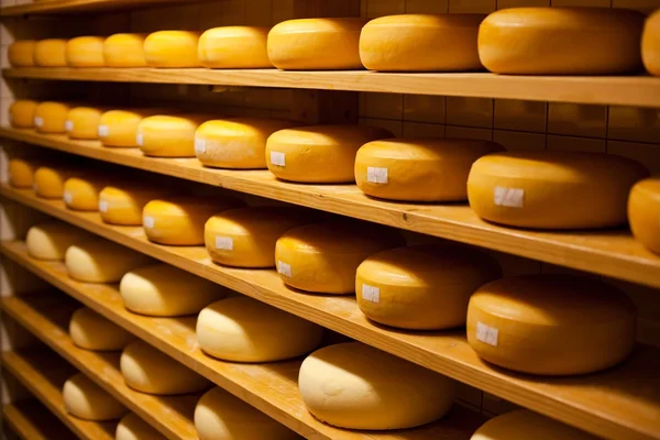 Cheese cellar — Stock Photo, Image