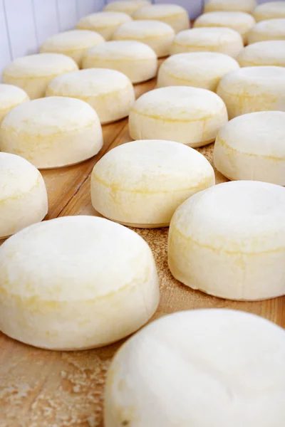 Rodas de queijo jovens em uma bancada — Fotografia de Stock