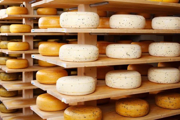 Cheese wheels in factory — Stock Photo, Image