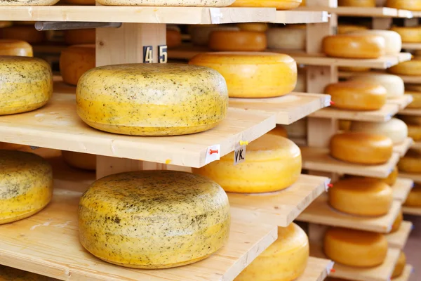 Cheese rounds in factory warehouse — Stock Photo, Image
