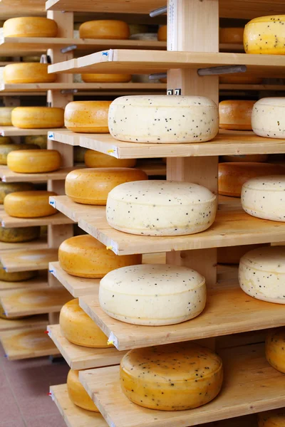 Ruedas de queso jóvenes y maduras en estantes — Foto de Stock