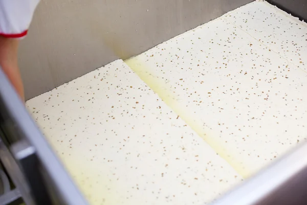 Fresh curd in a Vat-Machine in the Cheesemaker — Stock Photo, Image