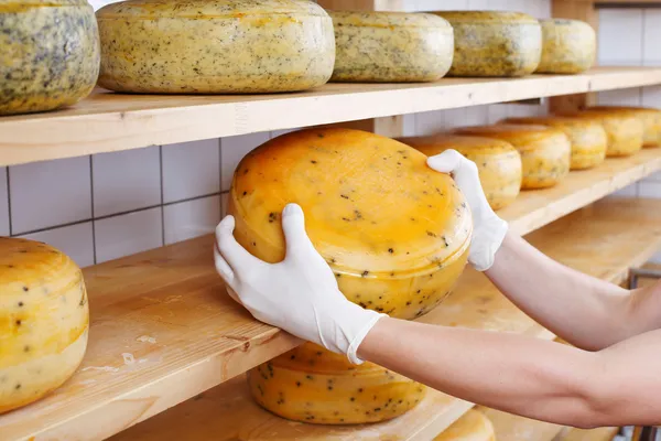 Cheesemaker selects a mature cheese — Stock Photo, Image