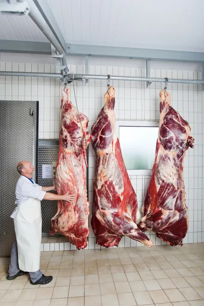 A butcher checking the peeled body of a cow — Stock Photo, Image