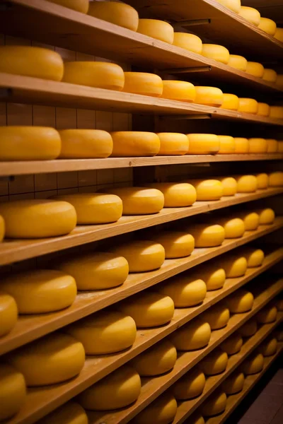 Large number of cheese-wheels aging — Stock Photo, Image