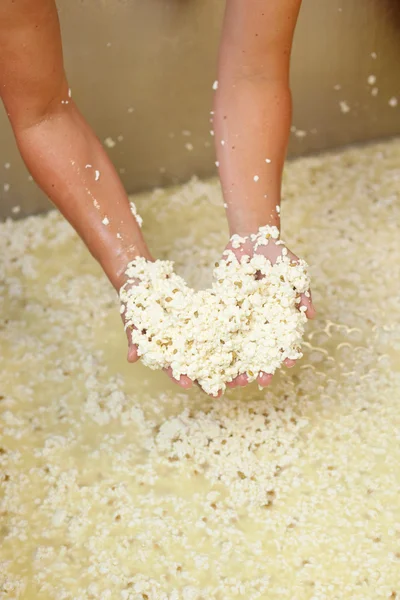 Cheesemaker checks the curd quality — Stock Photo, Image