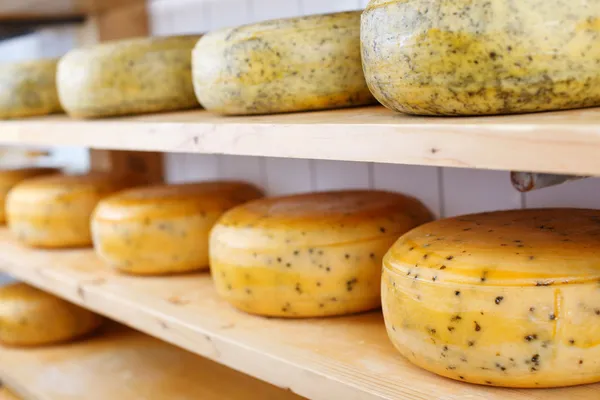 Many matured cheeses on shelves — Stock Photo, Image