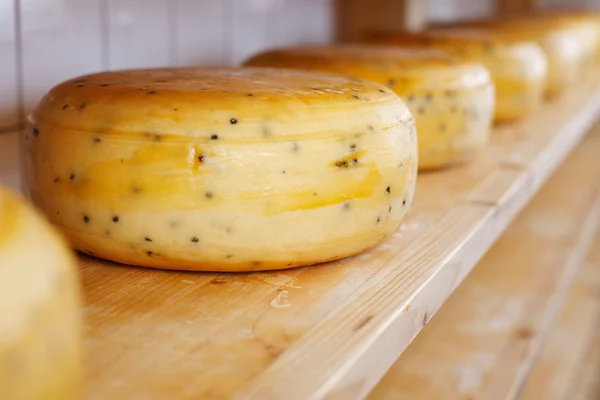 Close-up of cheese-wheels maturing on shelves — Stock Photo, Image