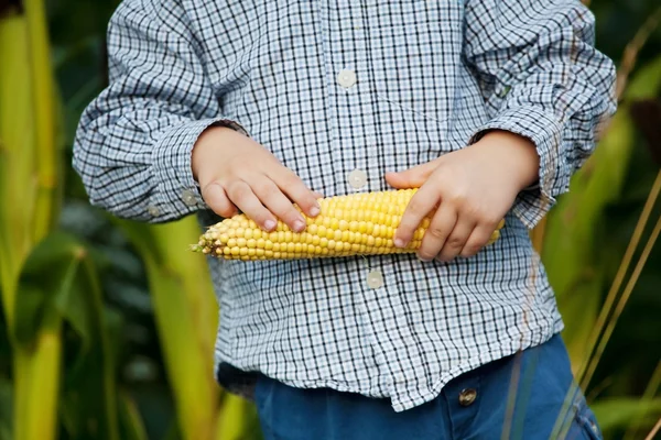 Sweet corn in little boys hands — Stock Photo, Image