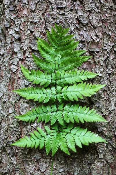 Fern against tree trunk — Stock Photo, Image