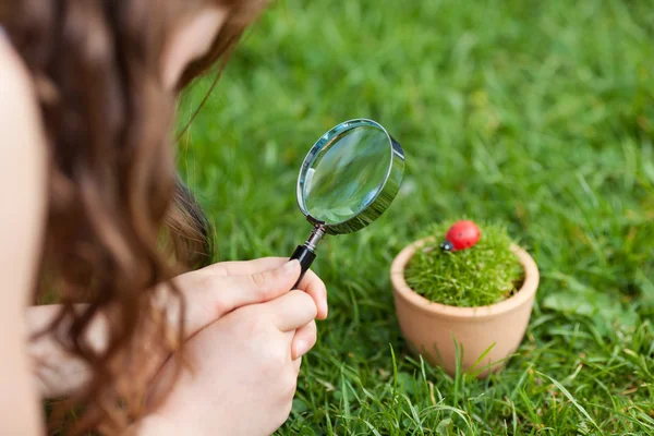 Meisje kijkend naar lieveheersbeestje op ingemaakte plant in park — Stockfoto