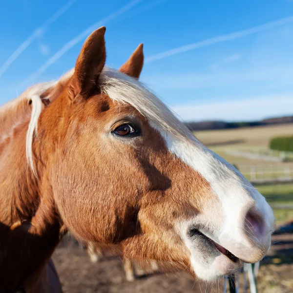 Portrait d'un cheval heureux — Photo