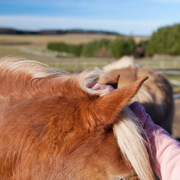 Détail rapproché d'une oreille de cheval — Photo