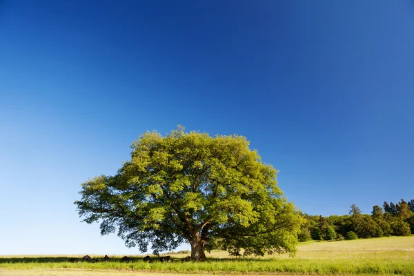 Nyáron egyedül álló tölgyfa — Stock Fotó