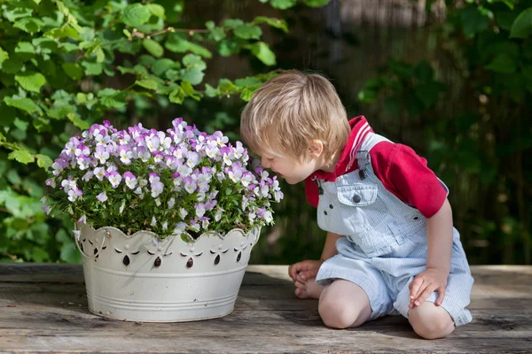 Маленький мальчик нюхает цветы — стоковое фото