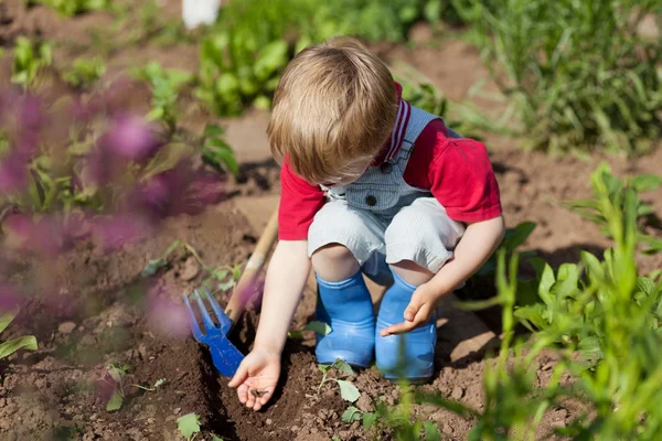 Boy in the vegetable garden — Stock Photo, Image