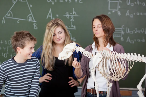 Lärare förklara dinosaurie skelett delar för studenter — Stockfoto