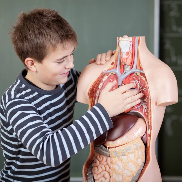 Male Student Touching Anatomical Model Stock Image