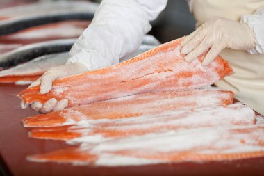 worker with gloves applying salt on salmon fillets clipart