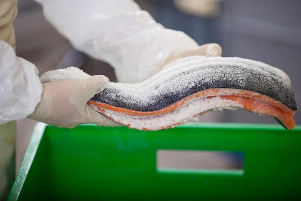 Worker saltening salmon — Stock Photo, Image