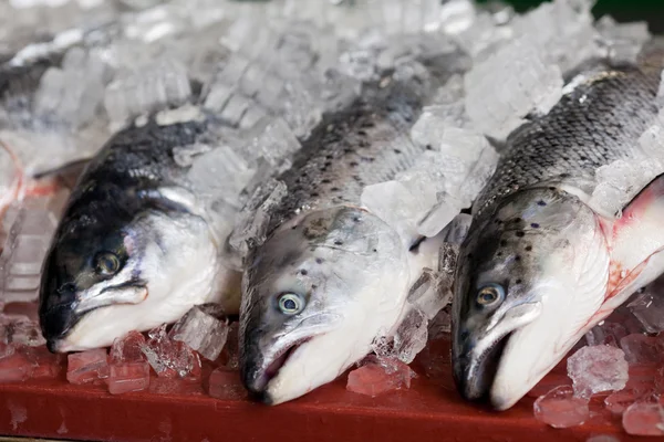 Peces con hielo en la mesa —  Fotos de Stock