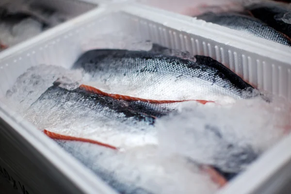 Whole salmons lying in a transportation box — Stock Photo, Image