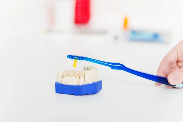 Modelo de manos del técnico que cepilla los dientes en el escritorio en taller — Foto de Stock