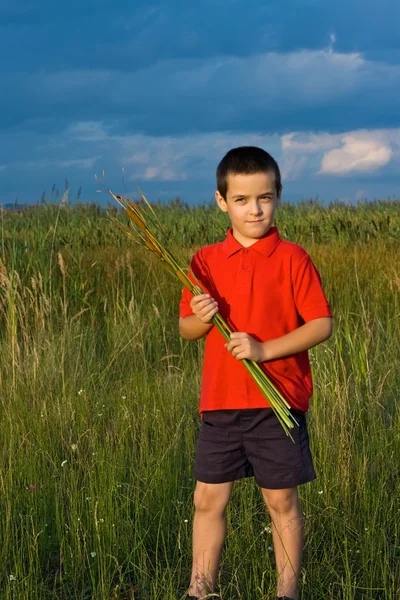 Pojke anläggning vass — Stockfoto