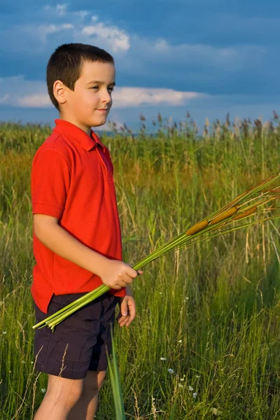 Pojke anläggning vass — Stockfoto