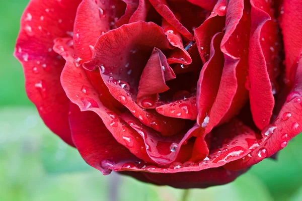 Rose rouge dans le jardin — Photo