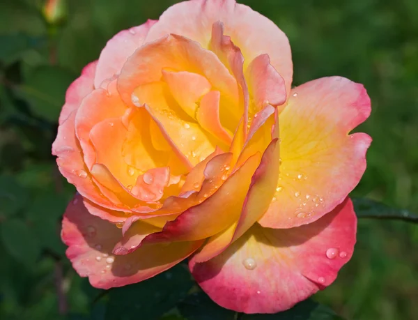 Hermosa rosa en el jardín Fotos de stock libres de derechos