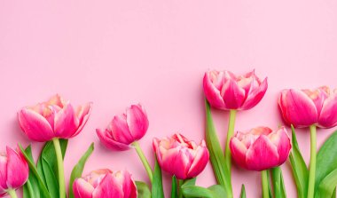 Pembe laleli pembe pastel arka plan. Çiçek pankartı. Boşluğu kopyala, üst görünüm. 