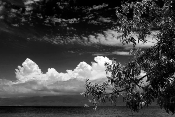 Tree e nuvens — Fotografia de Stock