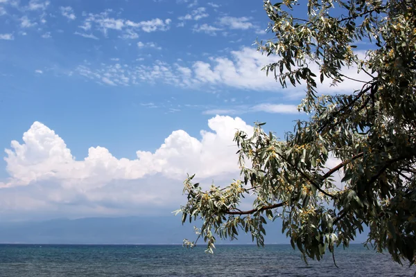 Árbol y cielo — Foto de Stock